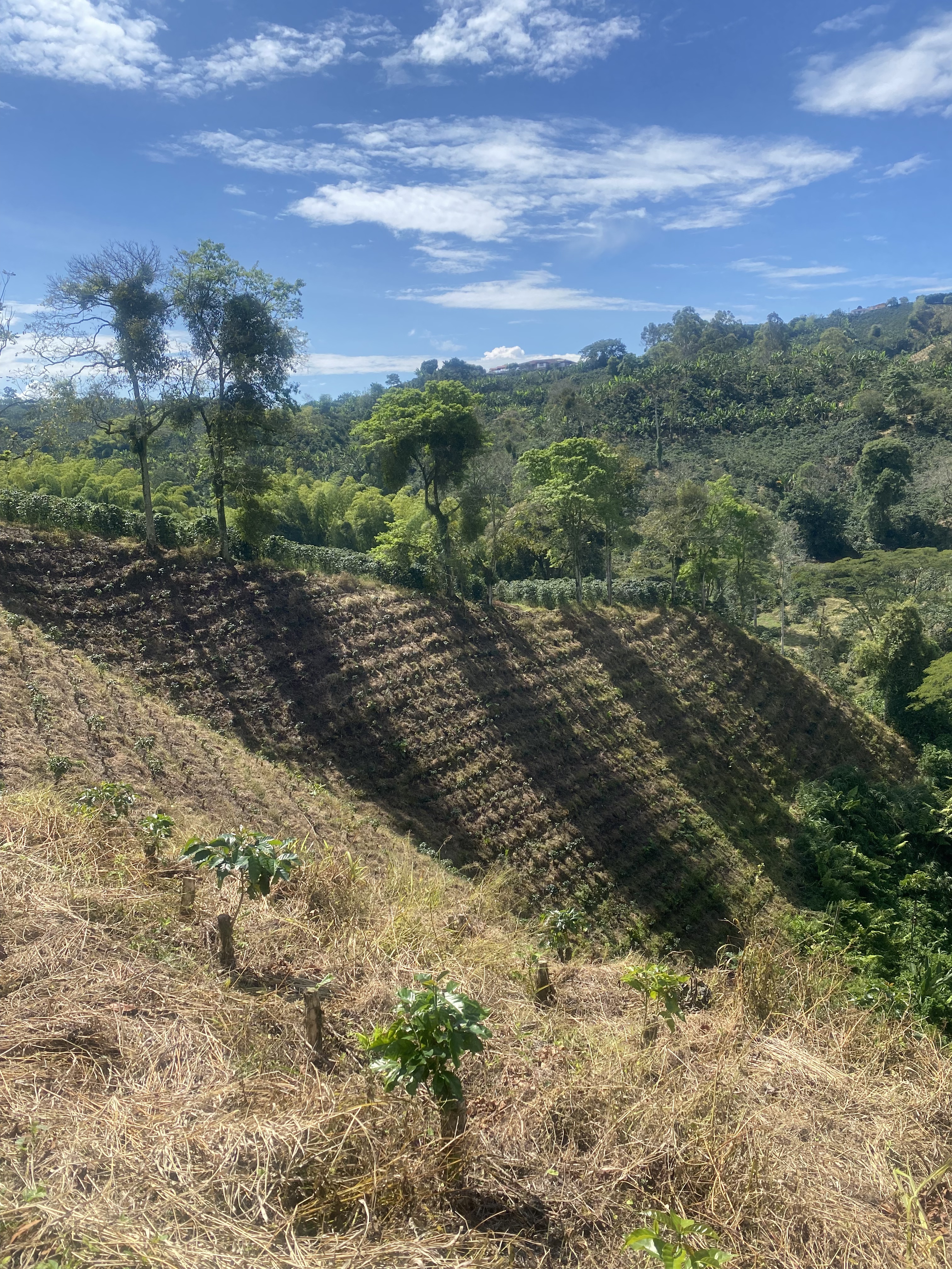 Terraced hillside with new coffee plantings
